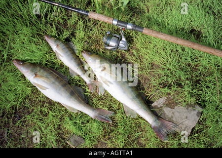 Pike posatoi appena pescate nel fiume Oka. Nome scientifico: Sander lucioperca. Regione di Kaluga, Russia centrale. Foto Stock