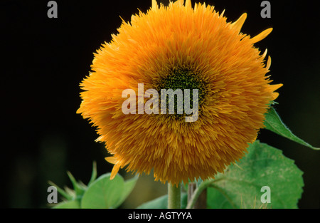 Girasole Foto Stock