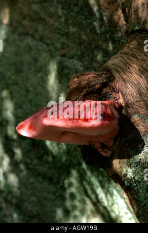 Bistecca di manzo fungo. Foto Stock