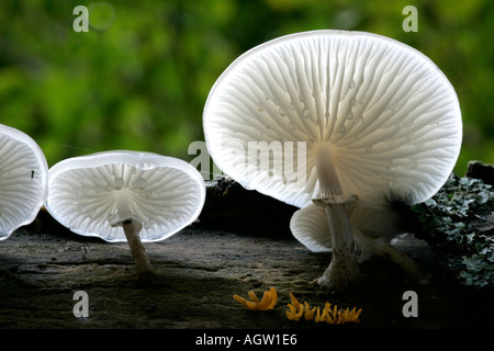 Fungo di porcellana back lit Foto Stock