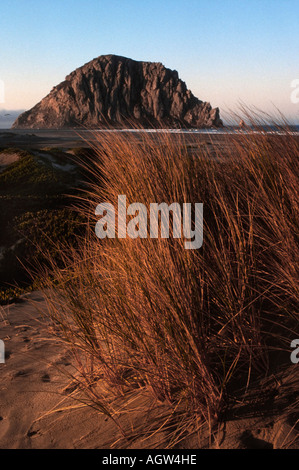 Erba alta vicino a Morro Rock, Morro Bay California Foto Stock