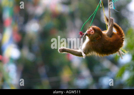 Tempio di scimmia da appendere bandiere di preghiera al tempio Swayambunath Kathmandu in Nepal Foto Stock