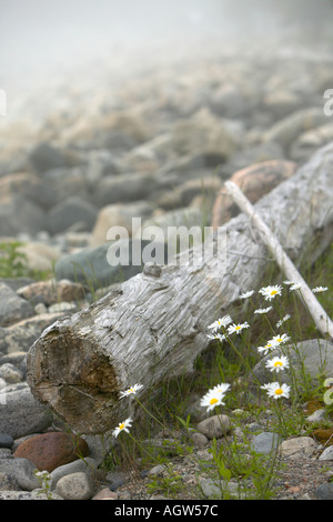 Blu grigio pietra caduti tronco di albero e dasies oceanside Schoodic Peninsula Parco Nazionale di Acadia nel Maine USA Foto Stock