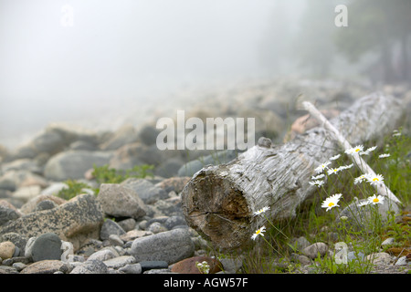 Blu grigio pietra caduti tronco di albero e dasies oceanside Schoodic Peninsula Parco Nazionale di Acadia nel Maine USA Foto Stock