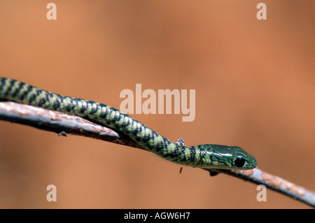 Boccola variegato Snake / Spotted Bush Snake Foto Stock