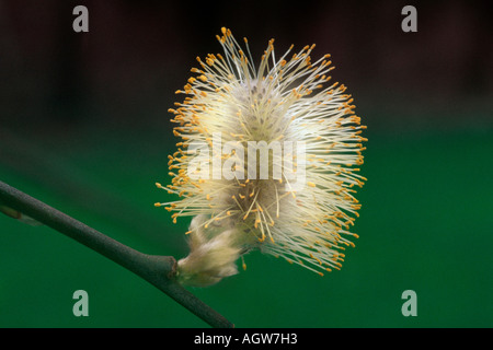 Salice di capra / Grande Sallow / Salweide Foto Stock