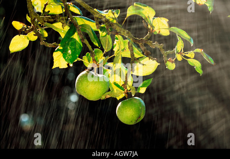 Apple sull'albero / Aepfel am Baum Foto Stock