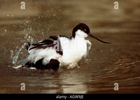Avocet / Saebelschnaebler Foto Stock