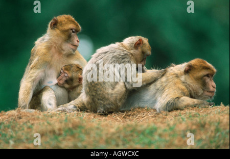 Barberia Monkey / Barberia Ape / Berberaffe / Magot Foto Stock