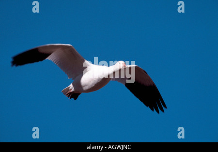 Snow Goose / Schneegans Foto Stock