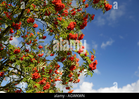 Cercando in Rowan Tree con bacche mature, REGNO UNITO Foto Stock