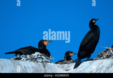 Cape cormorano / Kapscharbe / Kapkormoran Foto Stock