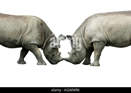 Due rhino s combattimenti Foto Stock