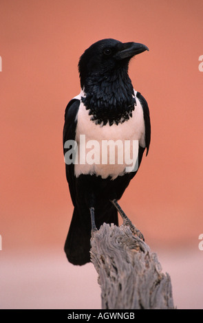 Pied Crow / Schildrabe Foto Stock