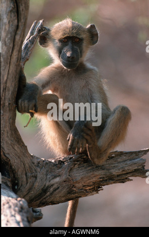 Chacma Baboon / Baerenpavian Foto Stock