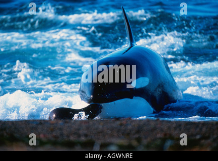 Killerwhale / Orca Foto Stock