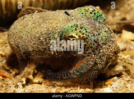 Gnocco di meridionale di calamari Foto Stock