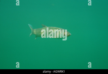 Carpa erbivora Foto Stock