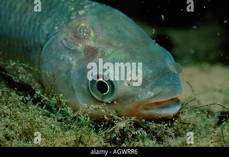 Carpa erbivora Foto Stock