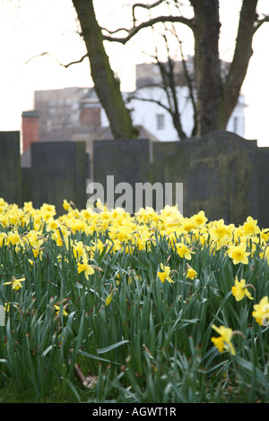 La molla narcisi che cresce in un cimitero nel Regno Unito. Foto Stock