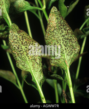 Maggiore pervinca ruggine Puccinia vincae pustole sulle foglie lato inferiore Foto Stock