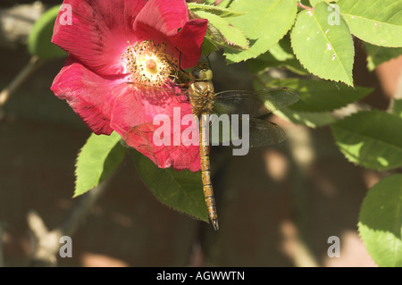 Dragonfly Norfolk Hawker aeshna appoggio isoscele su giardino rose NORFOLK REGNO UNITO Giugno Foto Stock