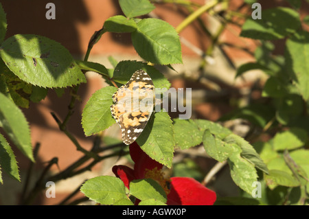 Verniciato a farfalla lady vanessa cardui crogiolarvi al sole su una rosa rampicante NORFOLK REGNO UNITO Giugno Foto Stock