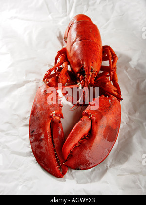 Tutto a base di aragosta cotta sulla carta zigrinato Foto Stock