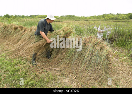 Visto Sedge gahnia radula essendo impilati dopo il taglio utilizzati per incappucciare i tetti di paglia Norfolk Broads Uk Giugno Foto Stock