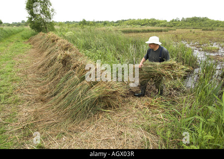 Visto Sedge gahnia radula essendo impilati dopo il taglio per essere utilizzato per la tappatura di tetti di paglia Norfolk Broads Uk Giugno Foto Stock