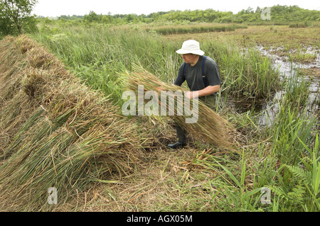 Visto Sedge gahnia radula essendo impilati dopo il taglio per essere utilizzato per la tappatura di tetti di paglia Norfolk Broads Uk Giugno Foto Stock