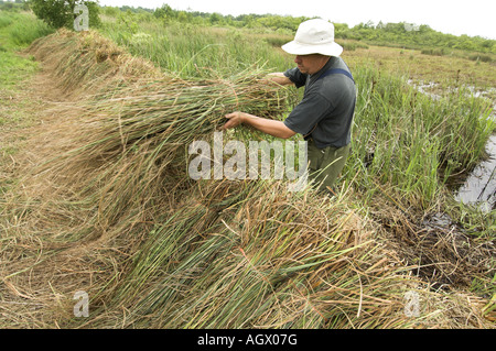 Visto Sedge gahnia radula essendo impilati dopo il taglio per essere utilizzato per la tappatura di tetti di paglia Norfolk Broads Uk Giugno Foto Stock