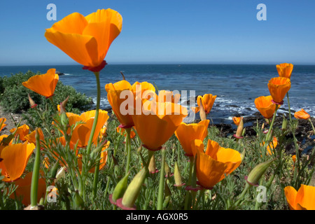 California papaveri fioriscono lungo una scogliera sopra l'Oceano Pacifico shore Foto Stock