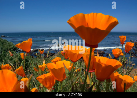 California papaveri fioriscono lungo una scogliera sopra l'Oceano Pacifico shore Foto Stock