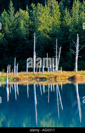Stati Uniti d'America Alaska Portage verde lago vicino ghiacciaio Portage con alberi che riflettono in acqua Foto Stock