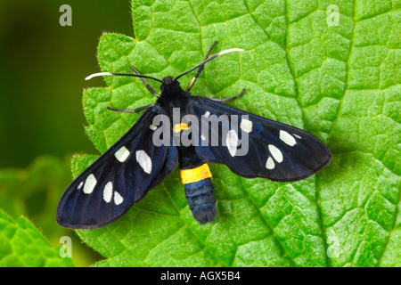 I nove spotted Amata phegea a riposo sulla lamina Foto Stock