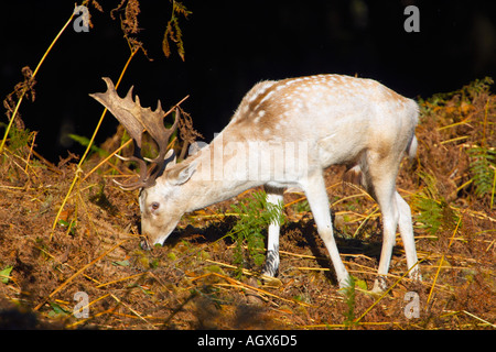 Daino Dama Dama buck pascolare nel sun Glenfield Lodge Park leicestershire forma bianca Foto Stock