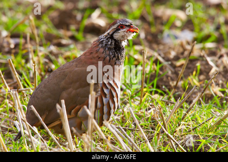 Red Pernici Alectoris rufa in piedi in erba ruvida cercando alert therfield cambridgeshire Foto Stock