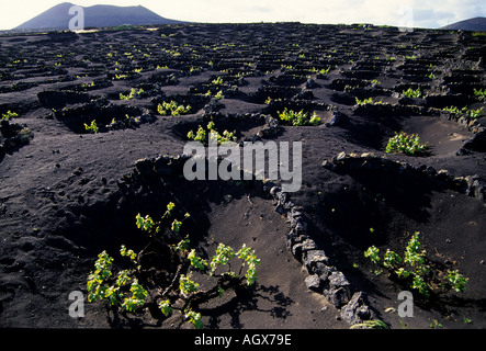 Le uve in Lanzarote Foto Stock