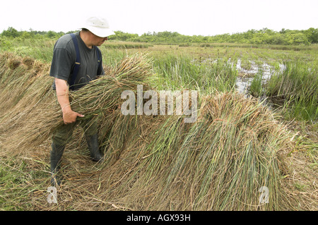 Visto Sedge gahnia radula essendo impilati dopo il taglio utilizzati per incappucciare i tetti di paglia Norfolk Broads Uk Giugno Foto Stock