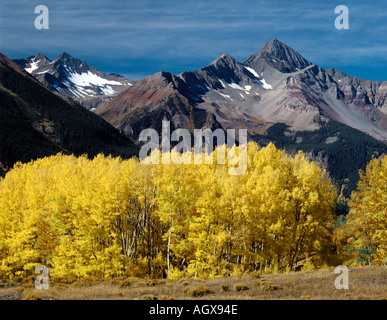 Autunno trasforma i boschetti di pioppi dorato di colore in Colorado a Mount Wilson vicino al resort di Telluride Foto Stock