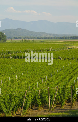 Il luppolo cresce nel Kootenai River Valley della Contea di confine nord Idaho USA Foto Stock