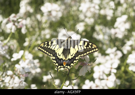 A coda di rondine a farfalla papilio machaon ssp britannicus alimentazione su Dames fiori viola NORFOLK REGNO UNITO Giugno Foto Stock