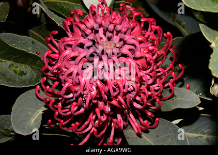 Corroboree Waratah- Telopea 'Corroboree' Foto Stock