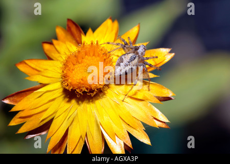 Fiore di paglia / Golden Daisy eterna- Xerochrysum bracteatum syn. Heliochrysum bracteatum Foto Stock