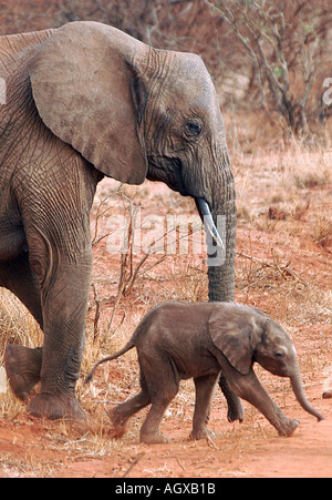 In movimento e Elephant con i suoi tre settimane vecchio vitello in Tsavo ovest del Parco Nazionale, in Kenya. Foto Jim Tampin Foto Stock