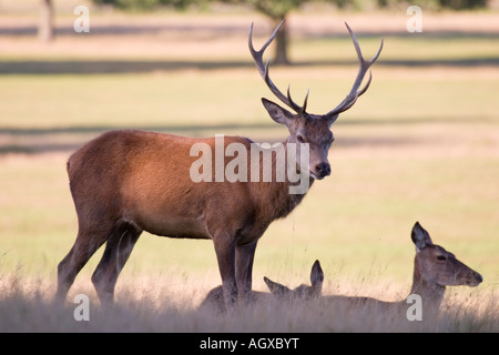 Cervi Richmond Park London REGNO UNITO Foto Stock