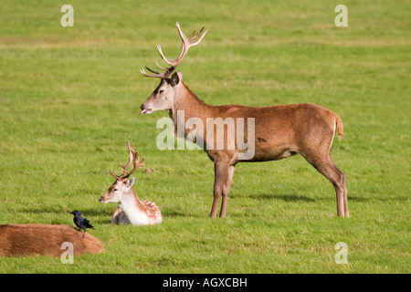 Cervi Richmond Park London REGNO UNITO Foto Stock