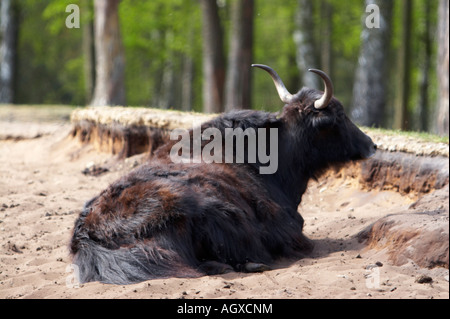 Yak, Jak (Bos grunniens Poephagus grunniens) Foto Stock