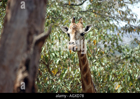 Una giraffa Rothschild al centro delle Giraffe Nairobi Foto Jim Tampin Foto Stock
